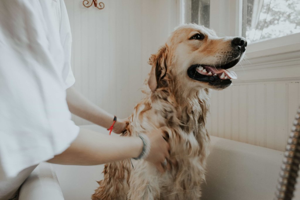 choosing a pet shampoo