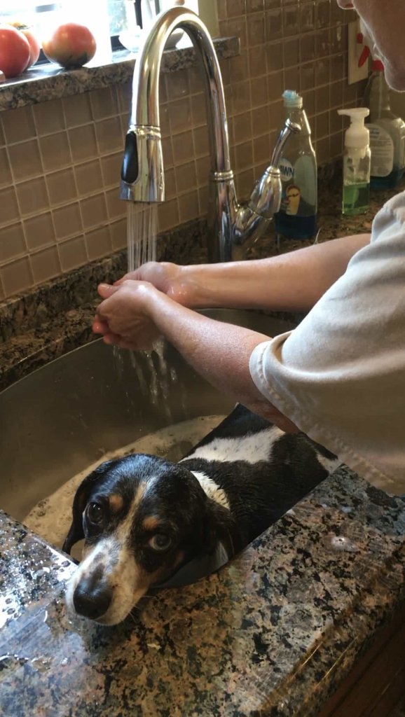 Why Does My Dog Hate Baths, What Can I Do About It? Standard Pet Company