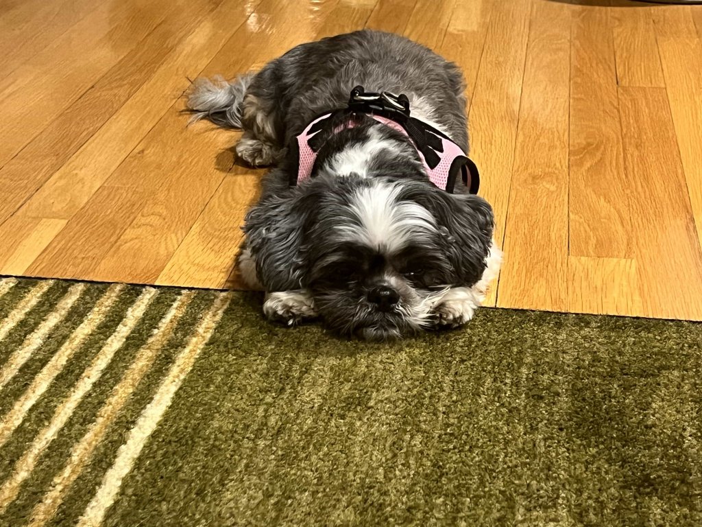 Pet Stain and Odor Removal; quickly and easily