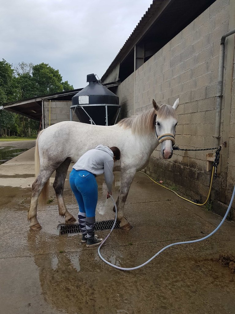 how to wash a horse