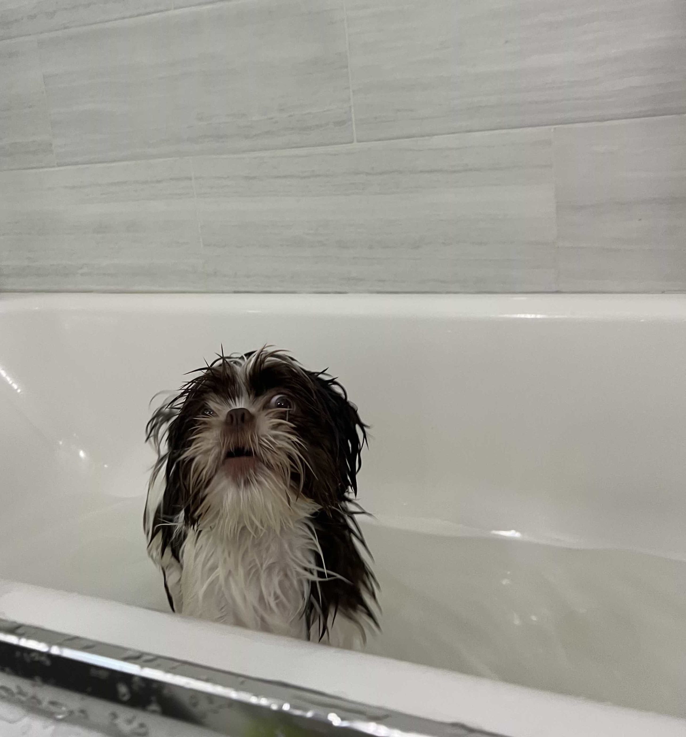 Eco-friendly Plant Based Pet Shampoo